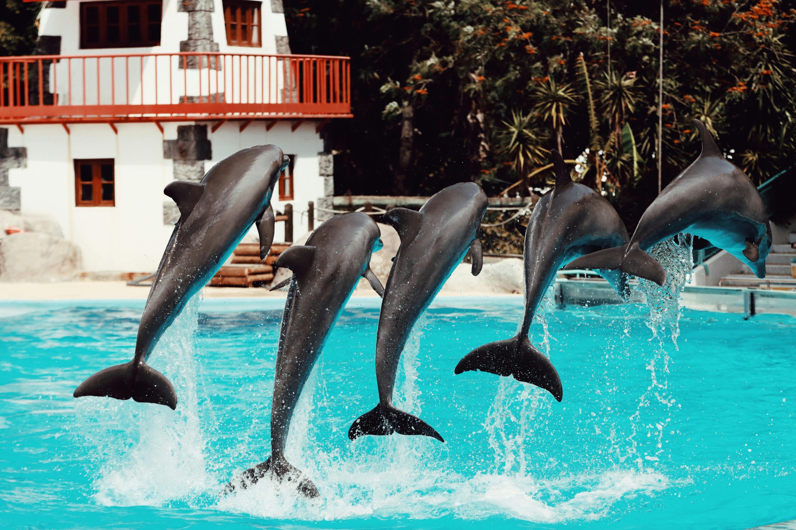 Home Five dolphins gracefully leap in unison at a Lisbon aquarium exhibit.