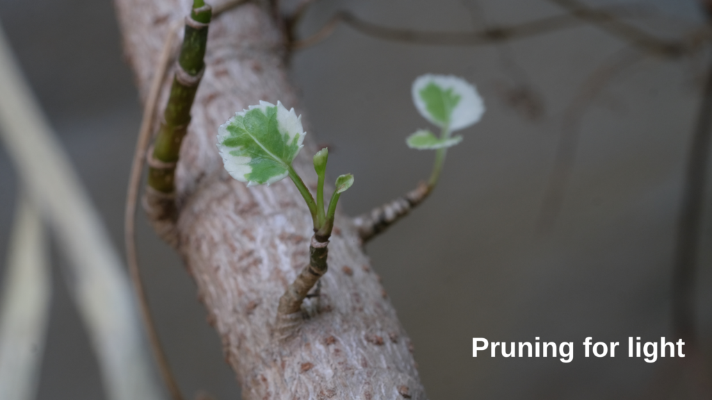 Pruning For Light 1024x576